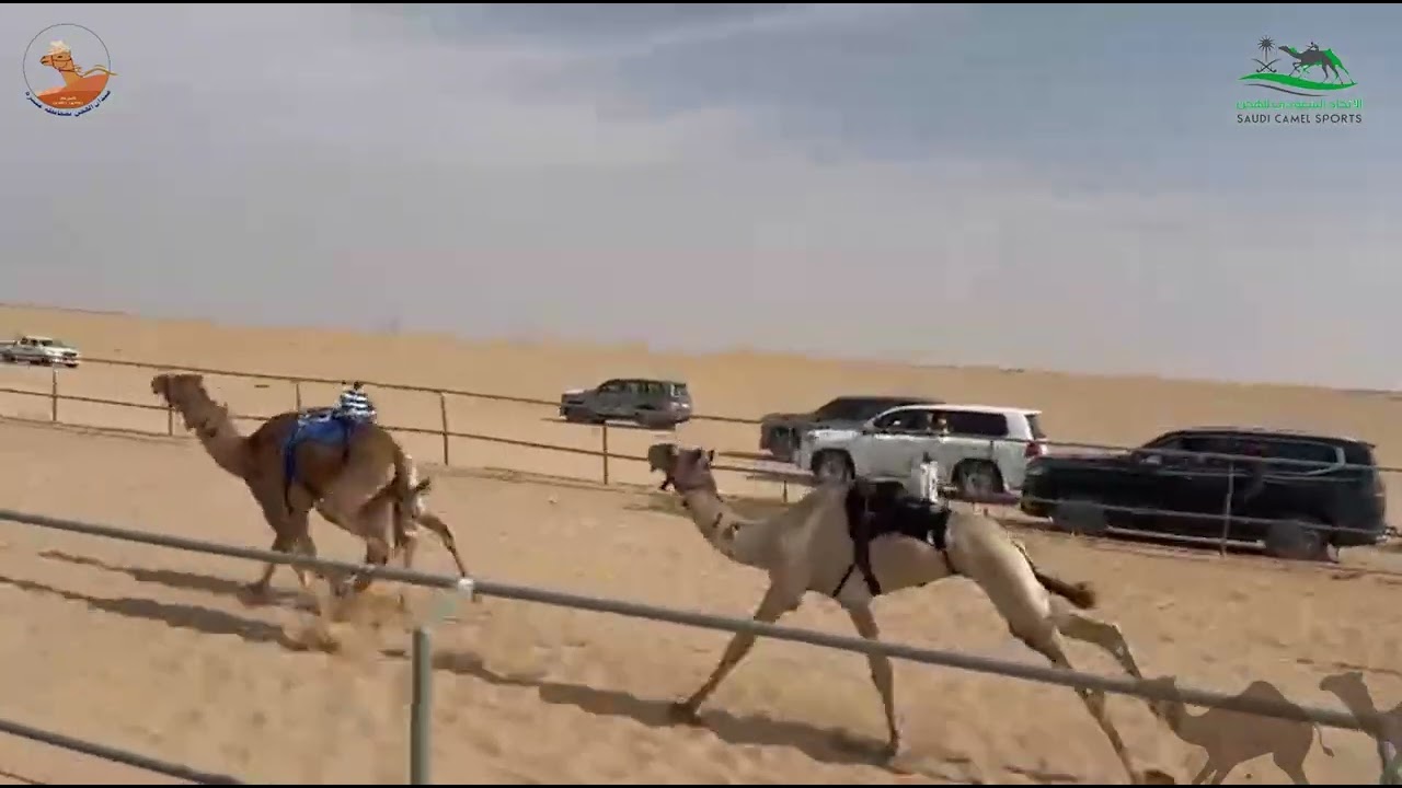 الشوط الرابع قعدان حقايق /  مرداس خلف نايف الفرتاج