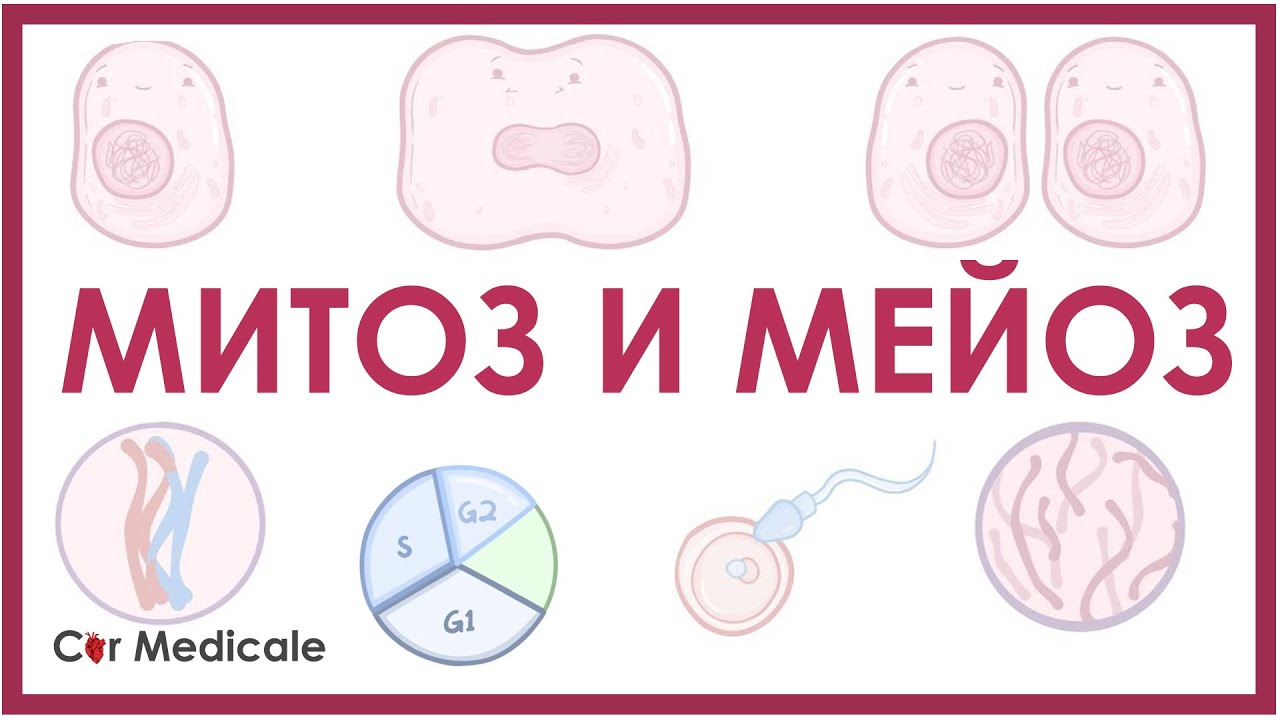 Митоз и мейоз - биология и физиология клетки