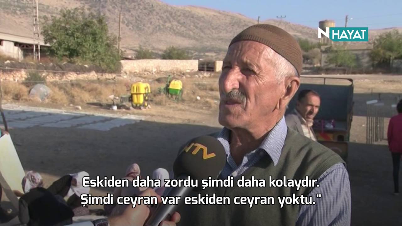 N Hayat... Binlerce yıllık bağ bozumu geleneği başladı