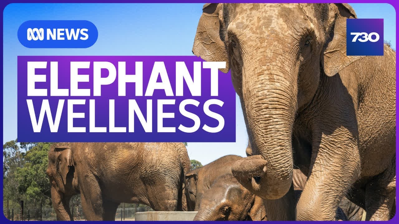 Why elephants are being trucked out of city zoos in Australia | 7.30
