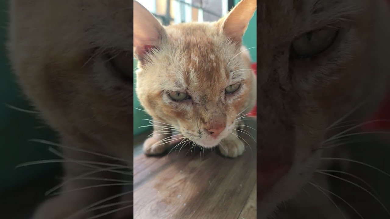 🧡🐱#eating cat#