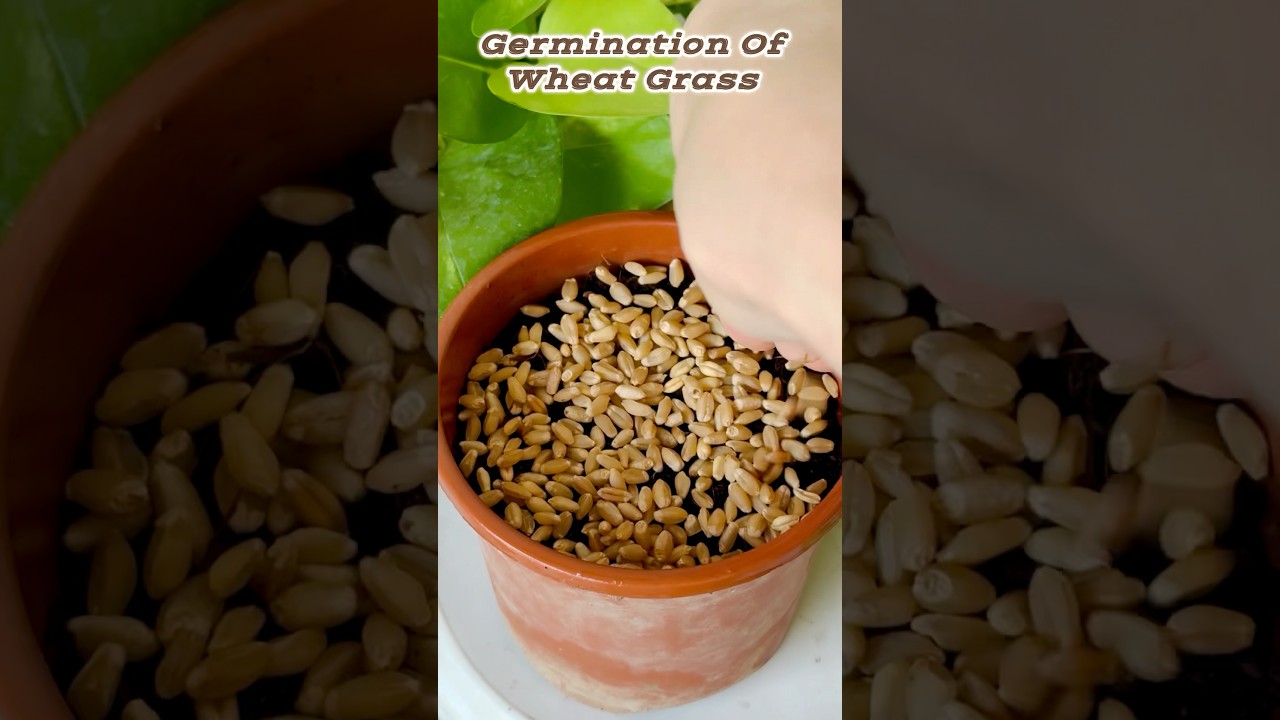 Germination Of Wheat 🌾 Grass||#garden #new #plants #wheat #timelapse #gardening #trending #nature