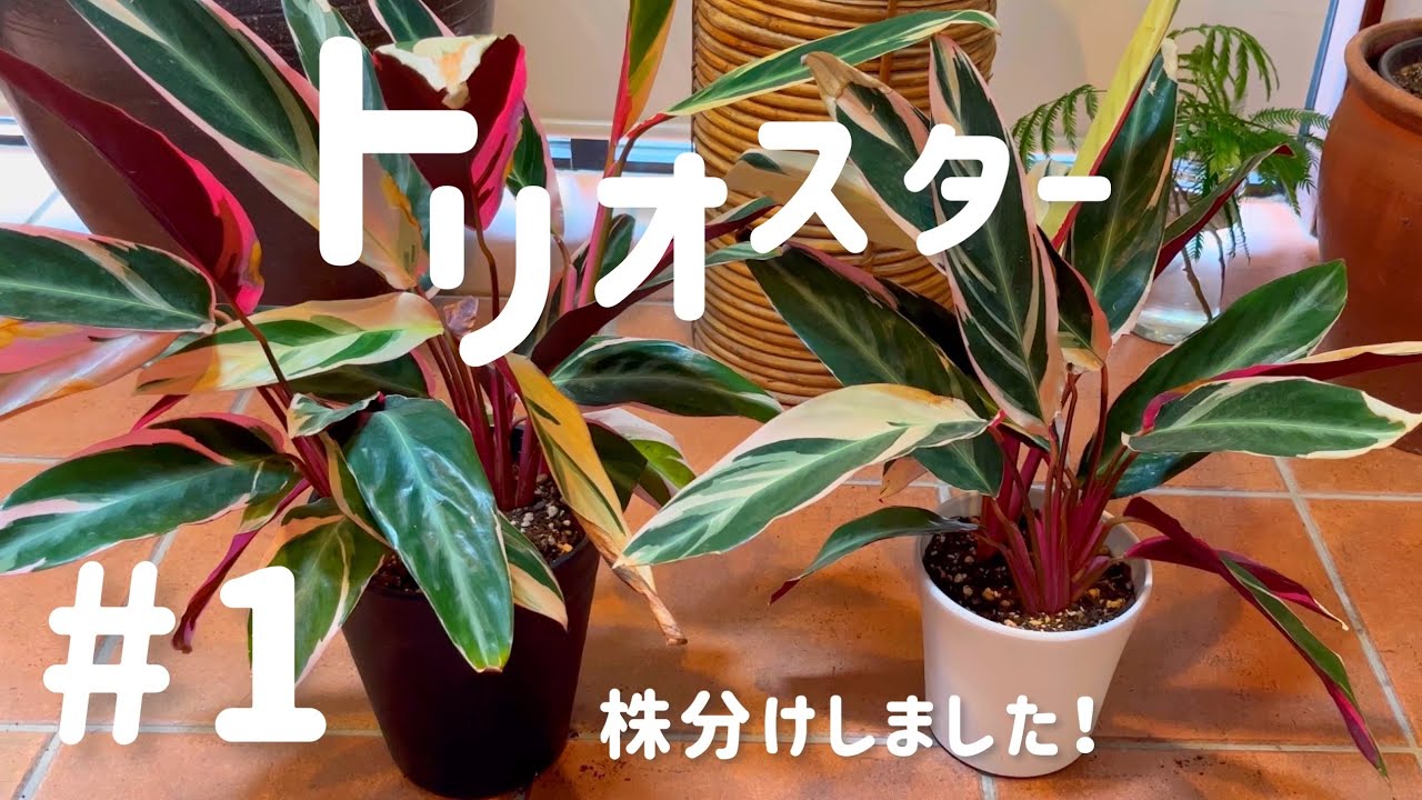 【トリオスター】＃1 株分けします！