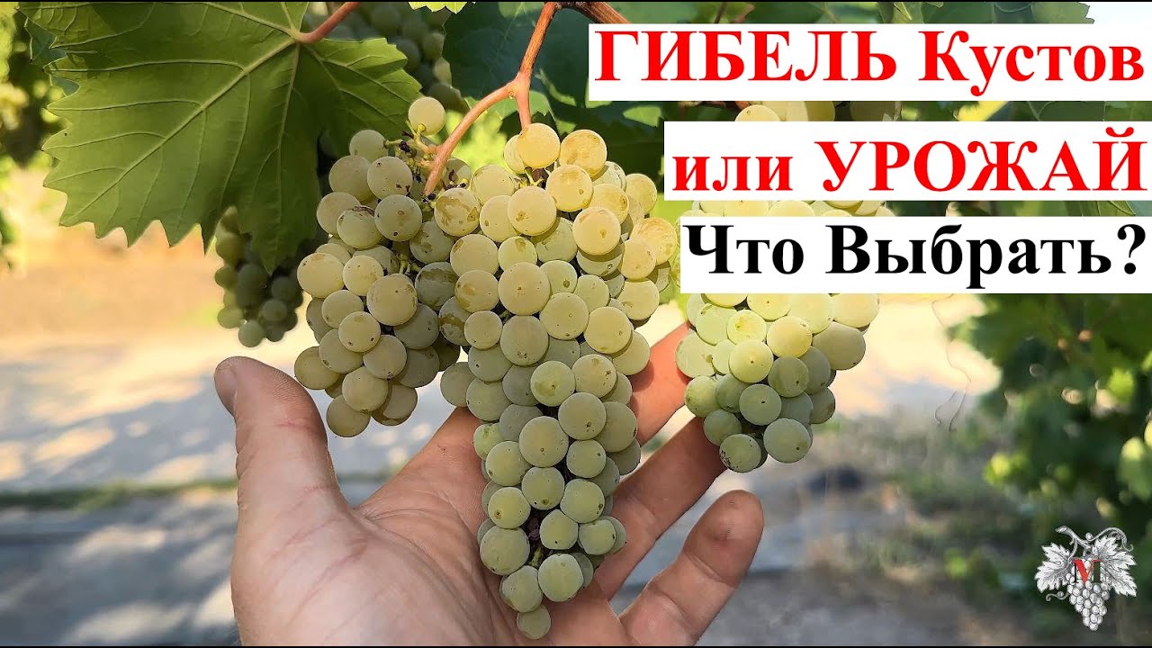 ГИБЕЛЬ КУСТОВ ВИНОГРАДА или УРОЖАЙ! Что ВЫБРАТЬ?