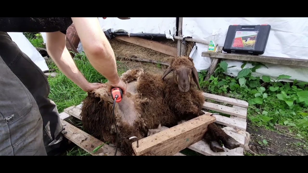 Стрижка барана машинкой EWE 3000 полный обзор