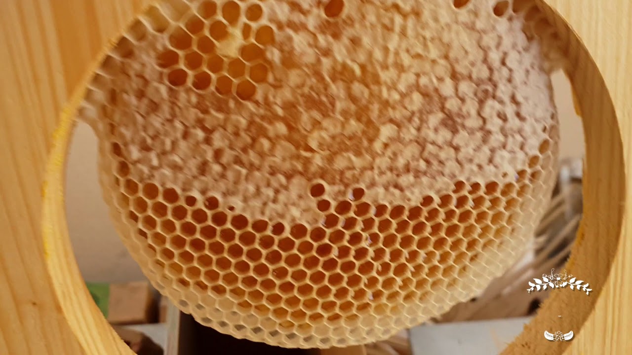 قطف اقراص العسل 2  -  2 Collecting beeswax from beehive