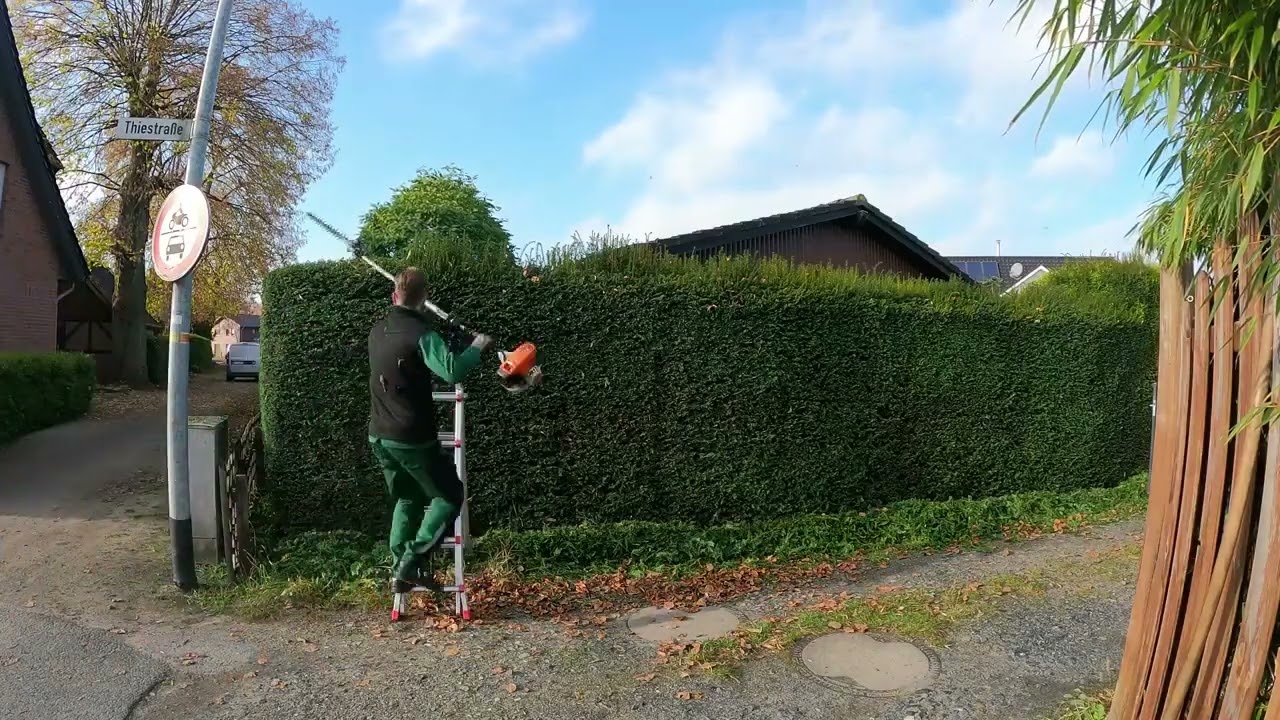 Kustorez  Trimming a Yew hedge  | Pruning