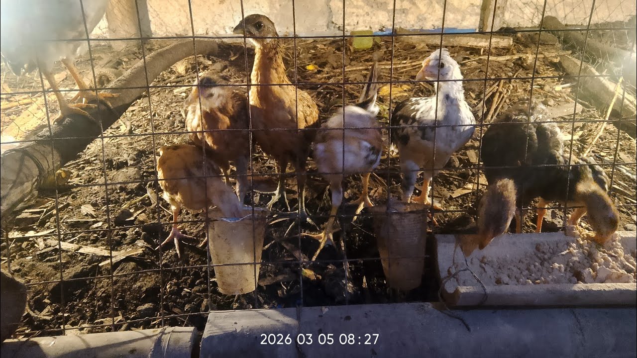 Petani Teman Sejati, berternak ayam dari 2 Ekor Betina + 1 Pejantan