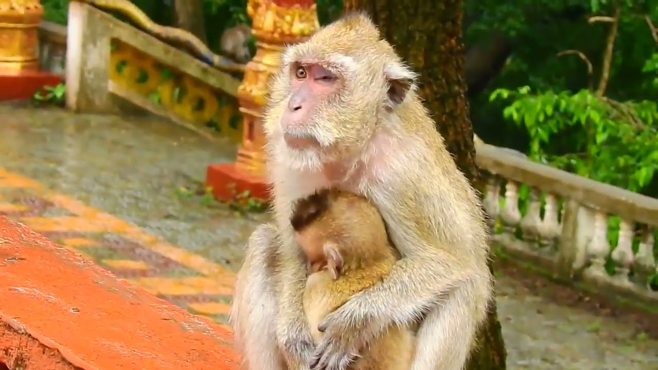 Pity Baby Vigo a million times - Vigo, a blind baby she can't do anything about.  / Cute Macaque