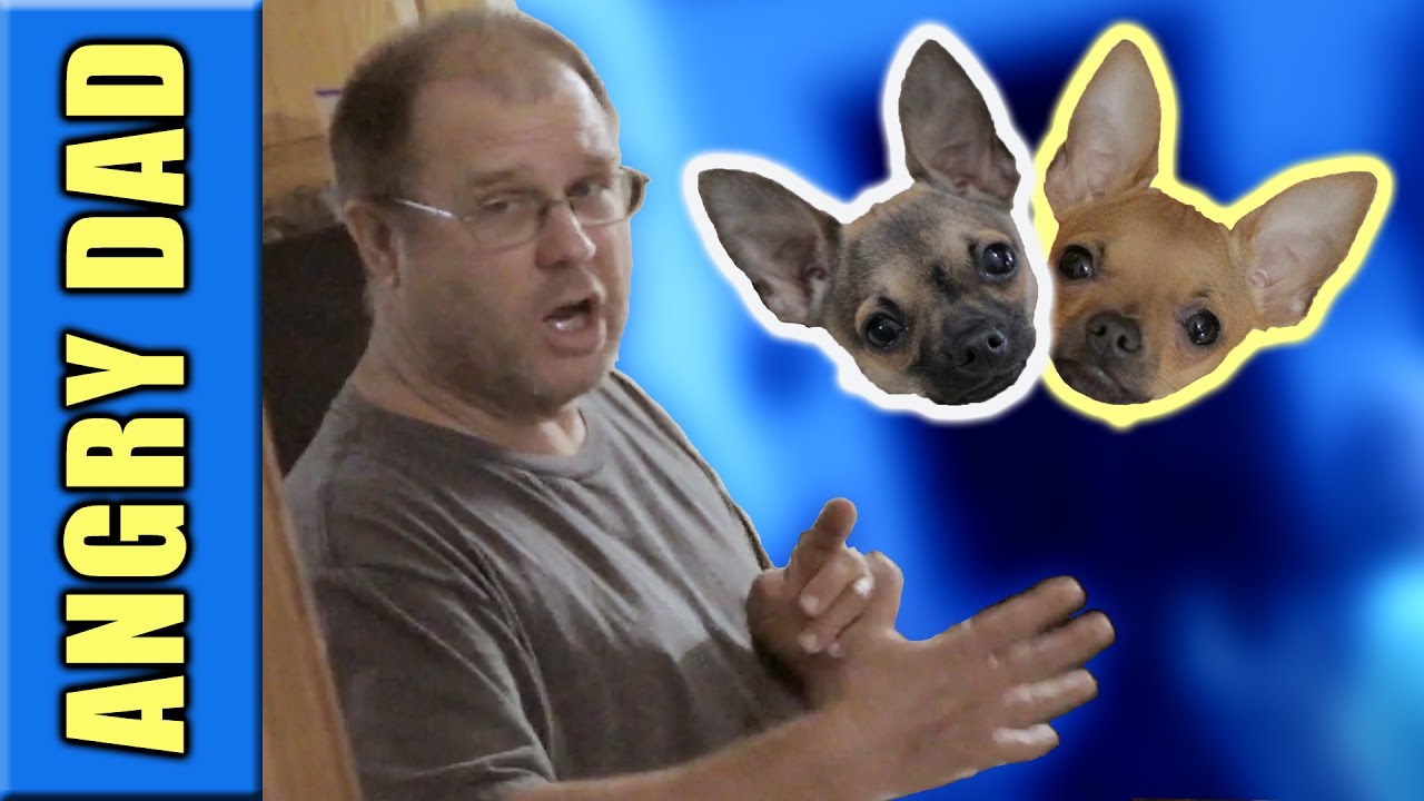 ANGRY DAD GETS A SECOND PUPPY WHILE POOPING!