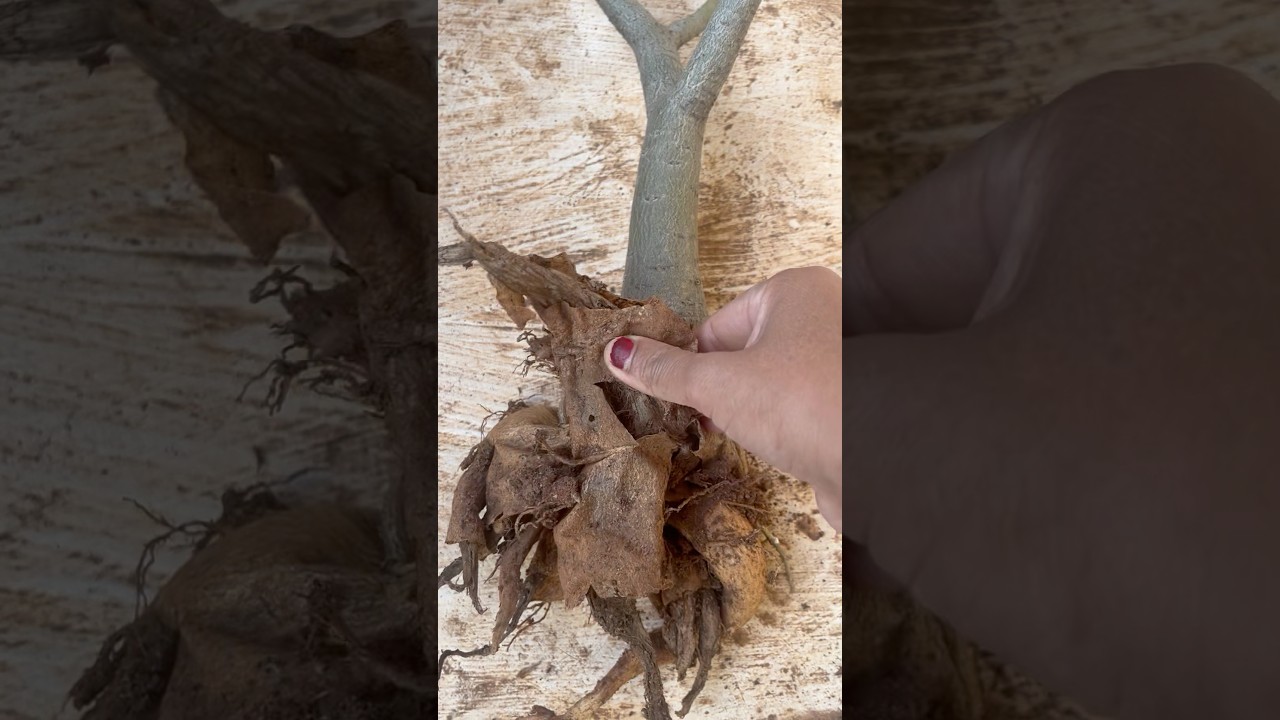 Save rotten adenium🪴with this trick #shorts #adenium