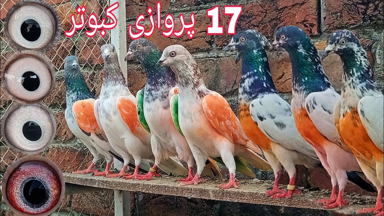 ٹیڈی اور لال آنکھوں کے 17 پروازی کبوتر (محمد حسیب اکرم 0310:4502055)