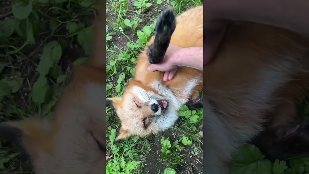 Забавные отношения Алисы и Игниса #лисяо #милота #лиса #fox