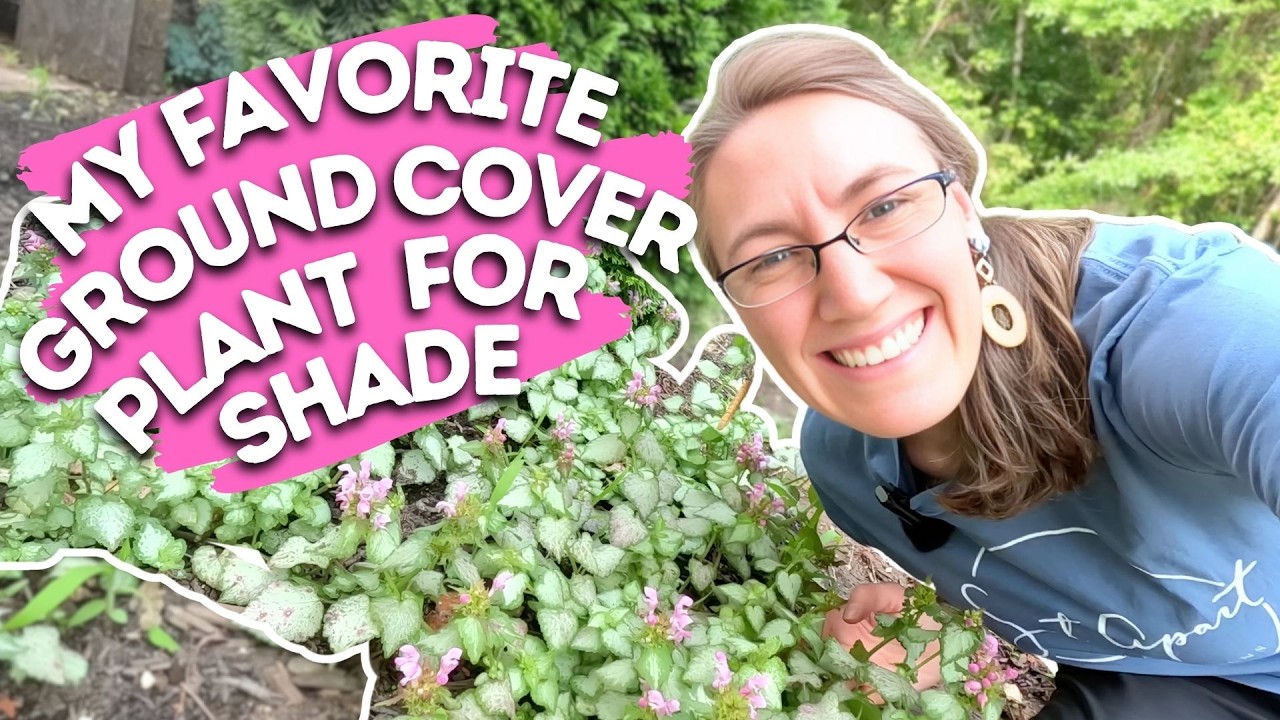 My Favorite Ground Cover Plant for Shade – You’ll Want It Everywhere