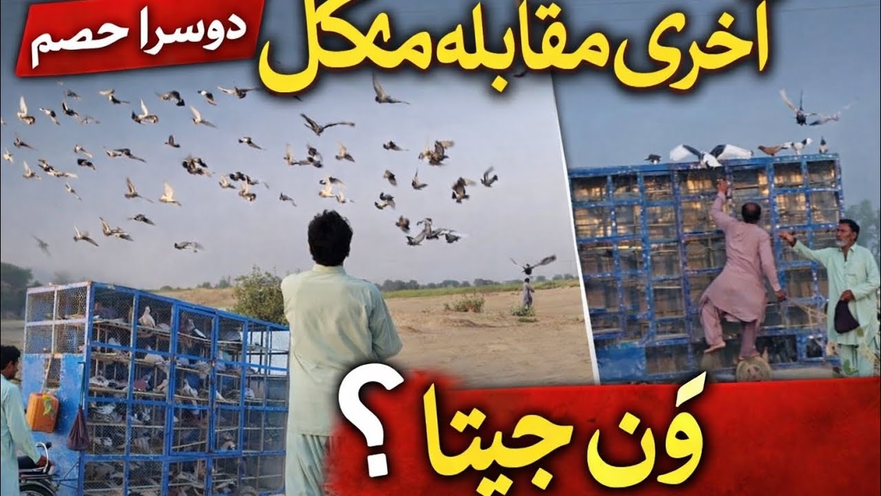 Amazing Kabootar Bazi Competition | 200+ Fighting Pigeons Battle | Full Match Result