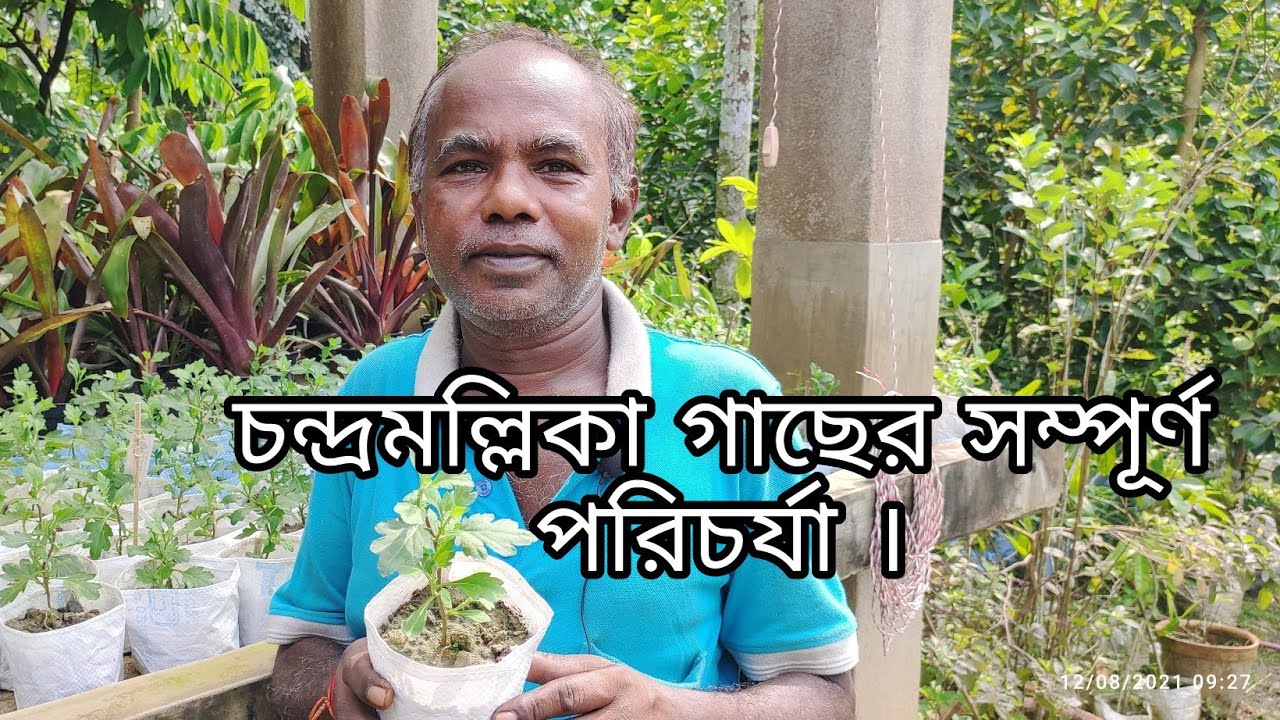 চন্দ্রমল্লিকা গাছের সম্পূর্ণ পরিচর্যা ও মাটি তৈরির যাবতীয় তথ্য।
