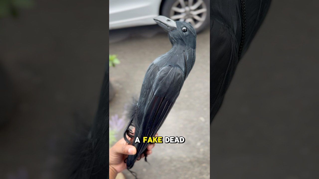 HOW TO (hopefully) KEEP CROWS AWAY     