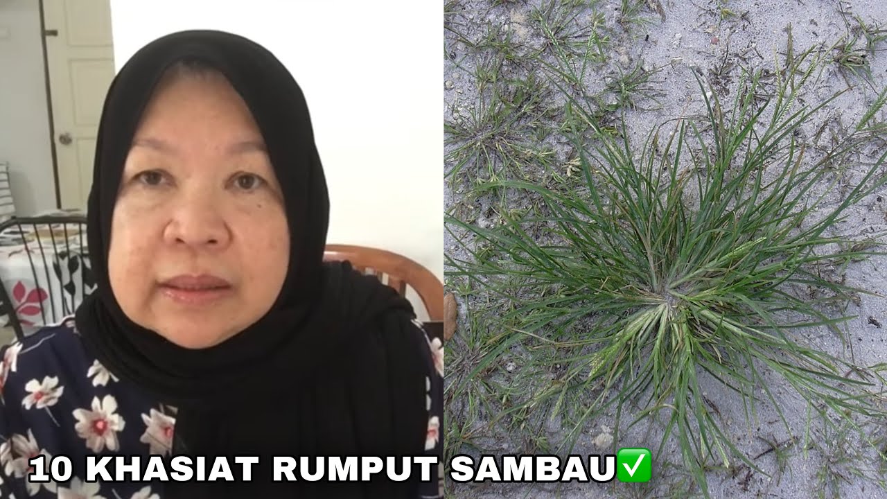10 KHASIAT RUMPUT SAMBAU | air rebusan herba yang banyak manafaat 👍