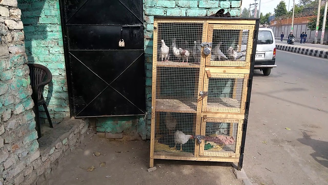 6)All kabutar sale in delhi mangolpuri ajay9212968272