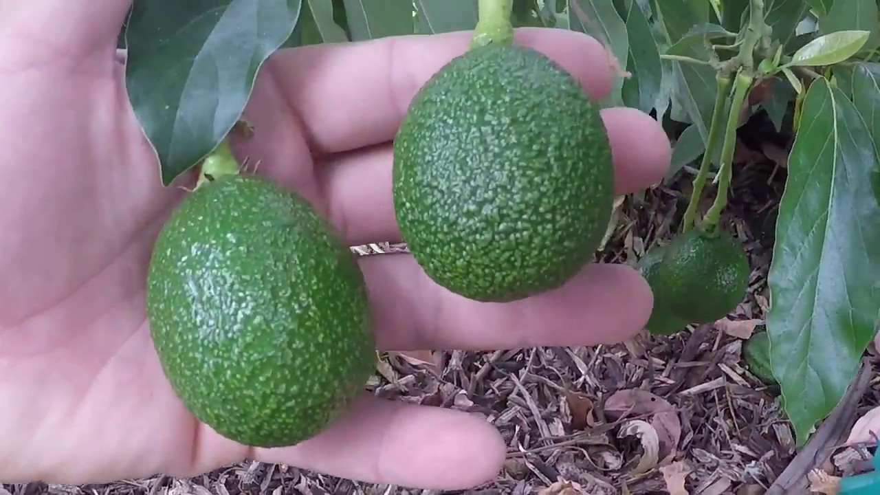 Showing several varieties of avocado and tips on pruning avocado trees