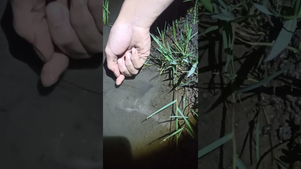 Perlawanan belut babon sawah 😱 #mancing #belut #malam