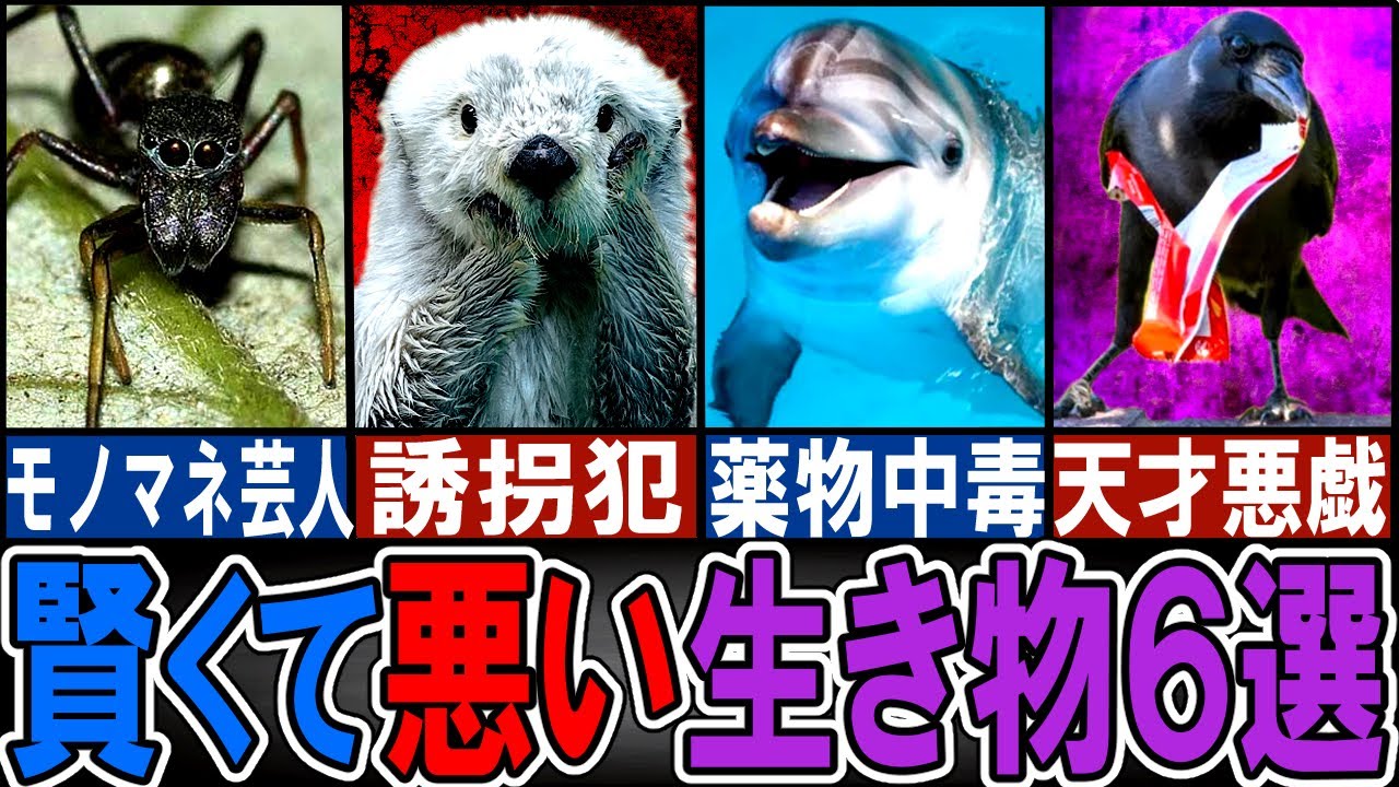 【閲覧注意】あまりにズル賢い生き物６選【ゆっくり解説】【動物おもしろ雑学】
