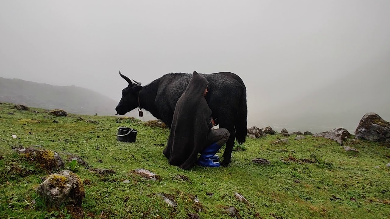 Brokpas' of Mon Tawang.