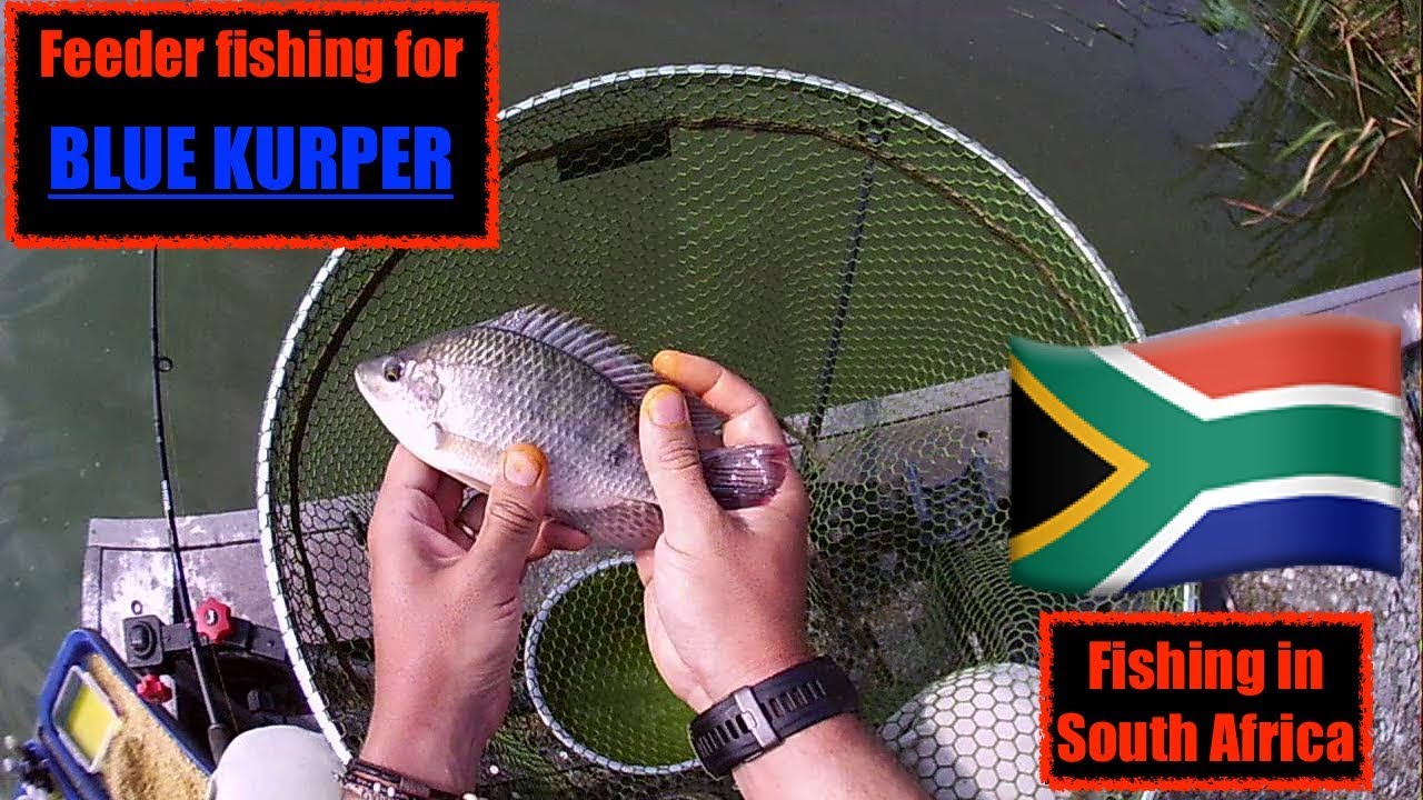 Feeder Fishing  fishing for Mozambique Tilapia at De Nyl, Limpopo, South Africa