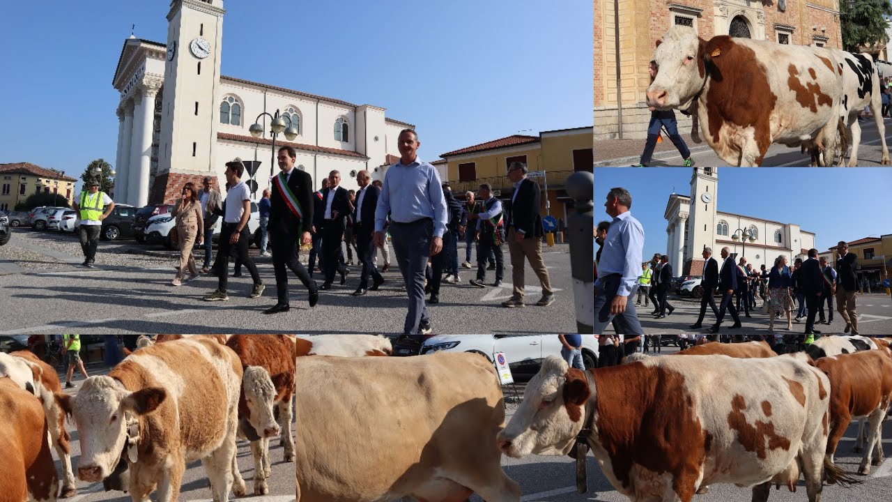 Festa della Transumanza di San Pietro in Gu #italy #viralvideo #veneto