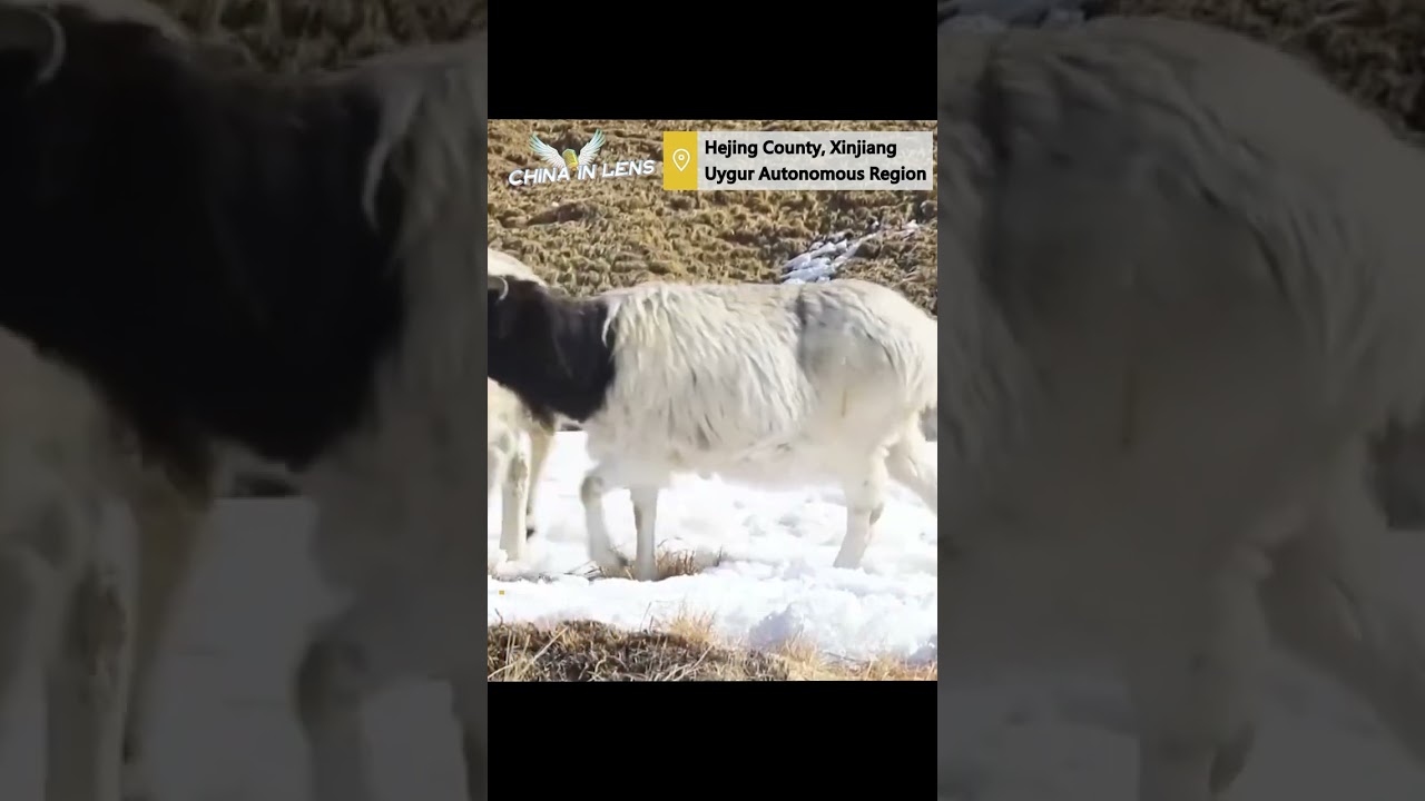 Xinjiang herdsmen transfer livestock to spring pastures as temperature rises