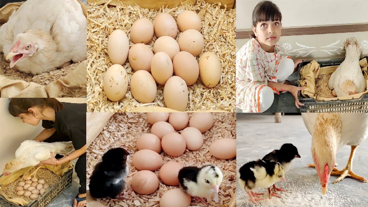 White hen first time harvesting eggs to chicks || mother hen chicks hatched