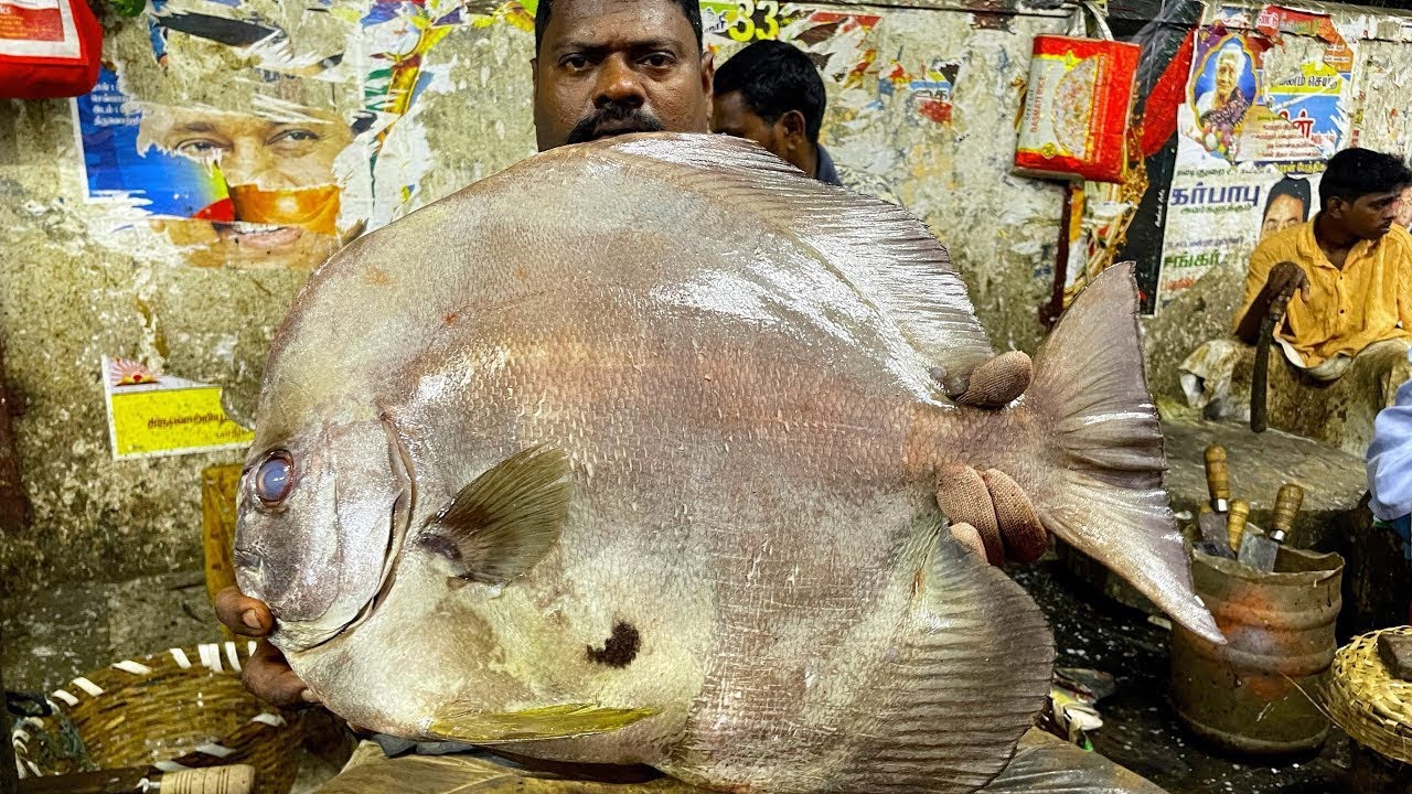 KASIMEDU🔥SPEED SEVAM SPADE FISH CUTTING 🔥 IN KASIMEDU FISH CUTTING 🔥