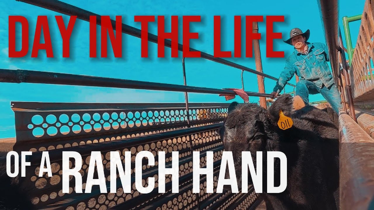Chores, Working Calves, Scrap Metal and More! (NEW CAMERA AND AUDIO!!)