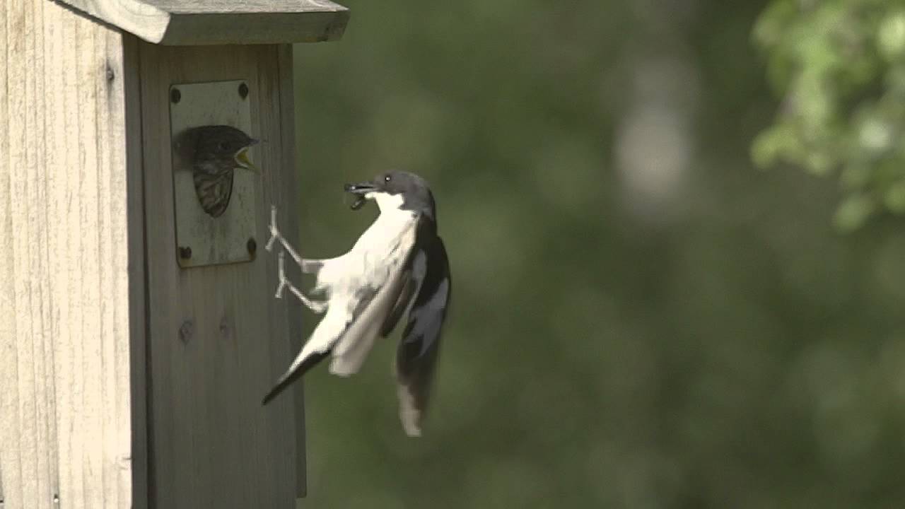 Den svartvita flugsnapparungen f&aring;r sig ett skrovm&aring;l innan jungfruflygningen.