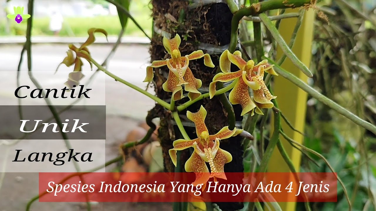 Cantik, Unik, Langka || 1 Dari 4 Spesies Anggrek Langka Indonesia || Paraphalaenopsis labukensis
