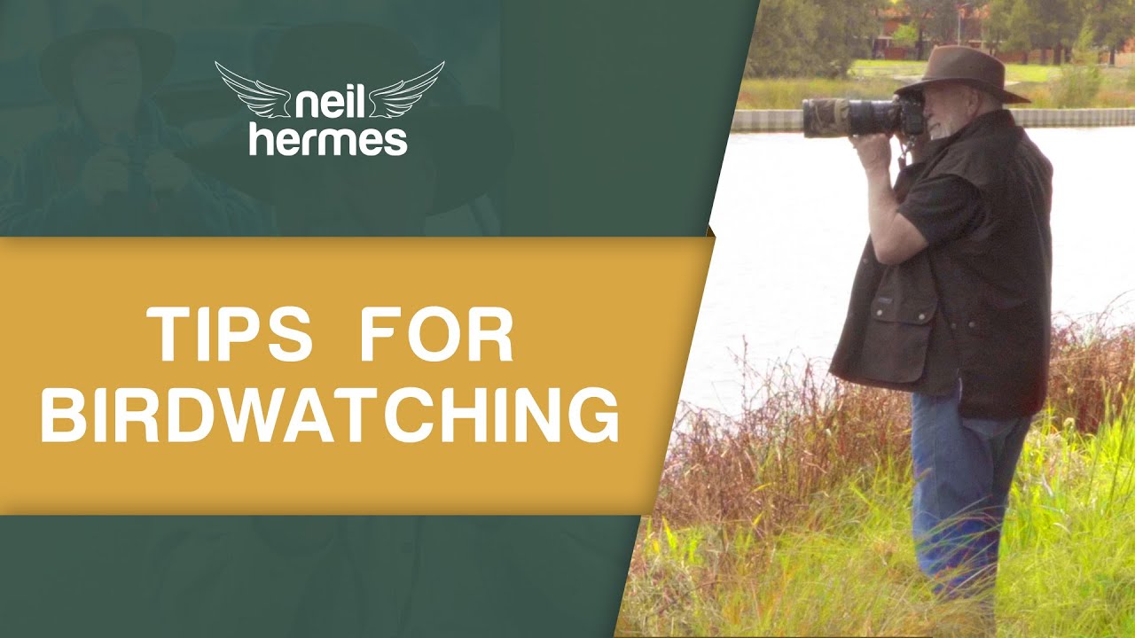 Tips for birdwatching