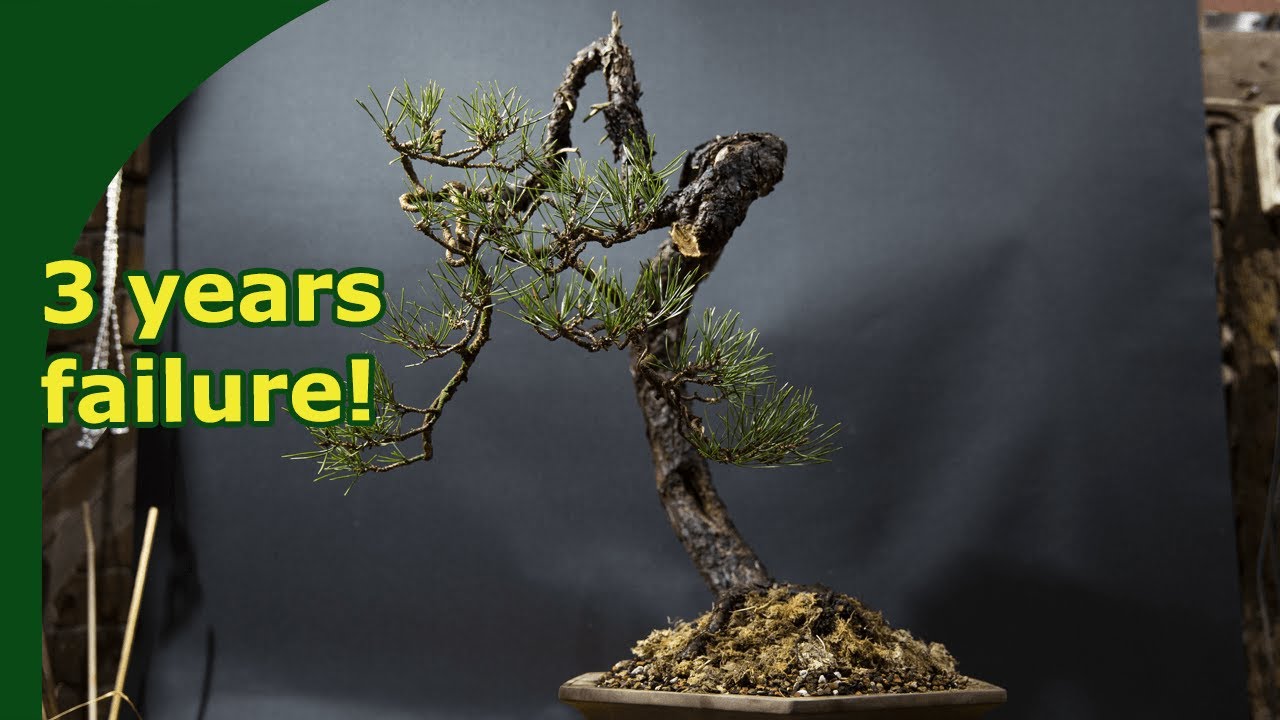 Grafting roots on Pine Bonsai