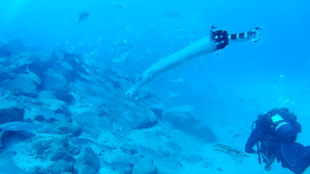 Diving in Tenerife with Cobra Diving