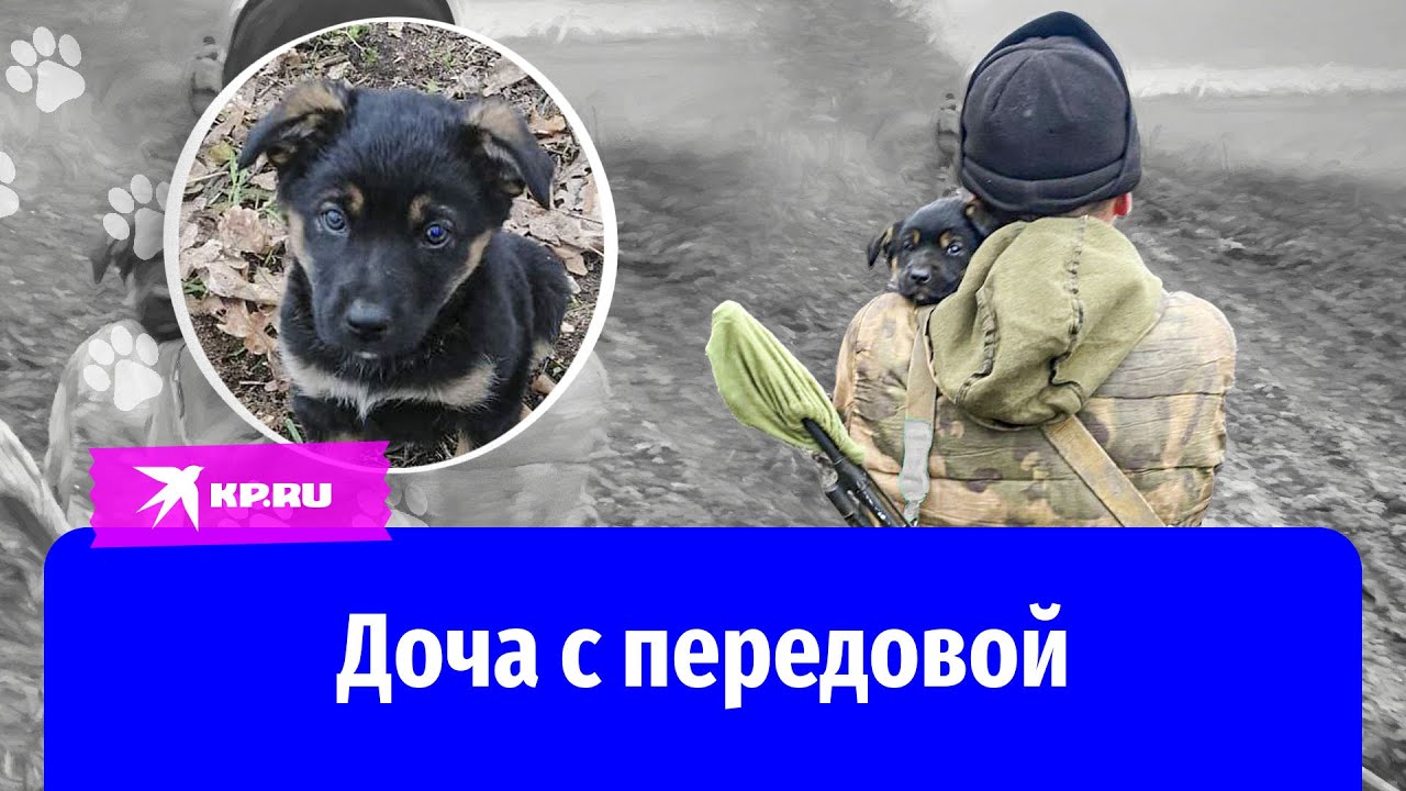 Доча с передовой: Собака проехала через всю страну к родным спасителя