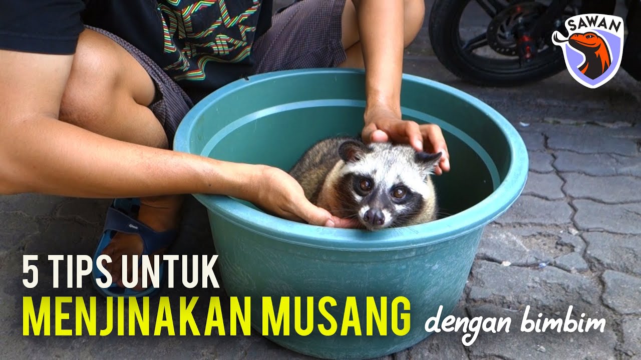 5 CARA MUDAH UNTUK MENJINAKKAN MUSANG (bersama bimbim) #SAWAN