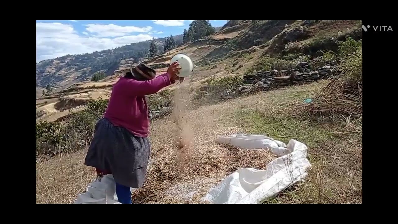 La Cosecha de Tarwi o Chocho en Pachas Dos de Mayo Huànuco Perú.