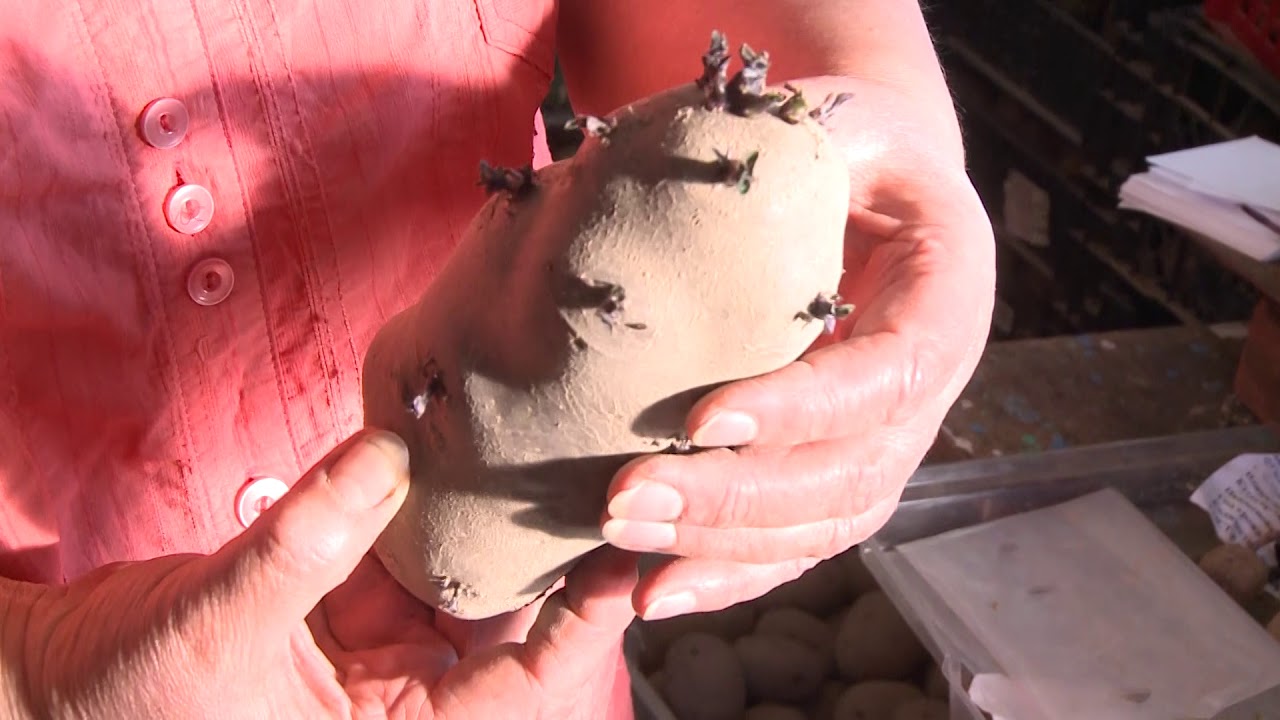 Способы проращивания картофеля. Правильная нарезка клубней