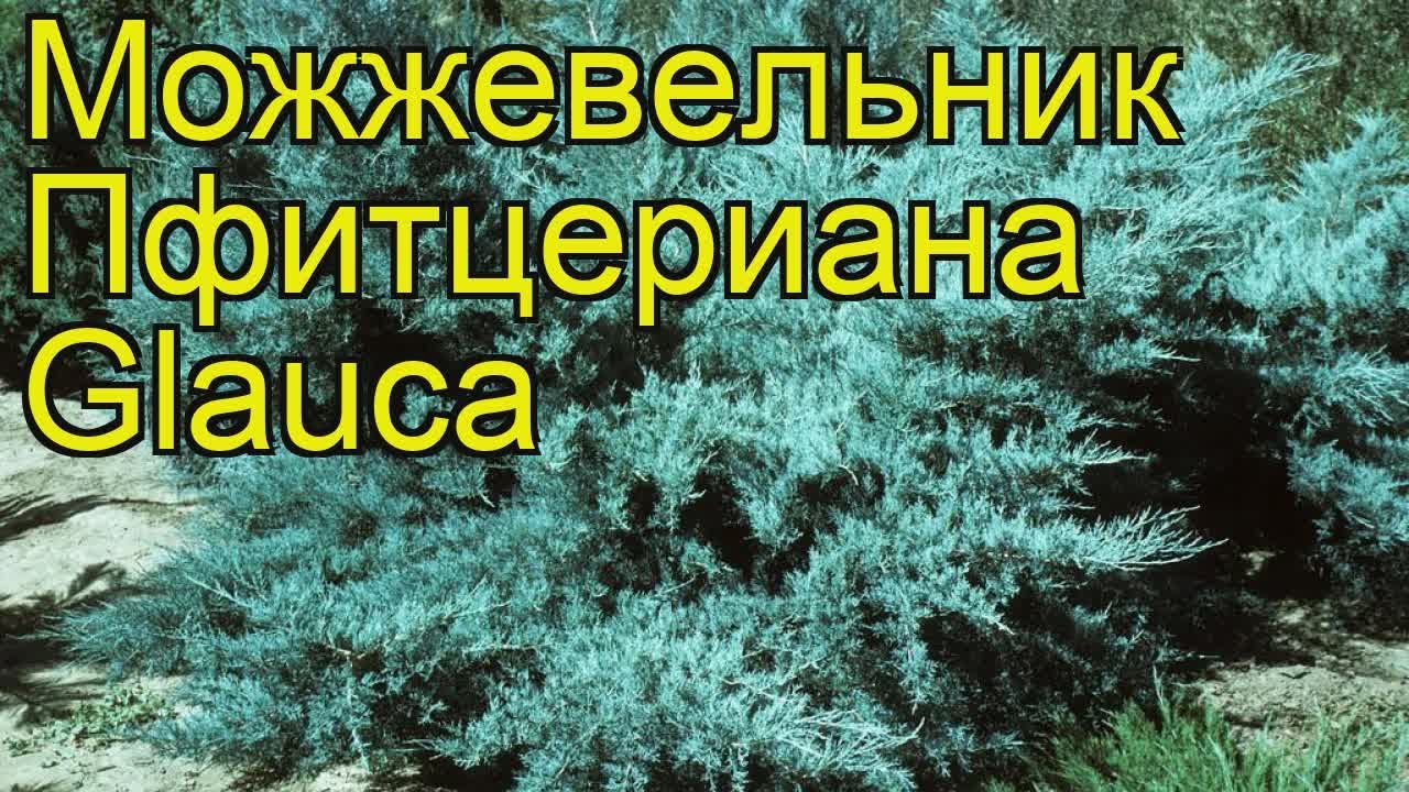 Можжевельник пфитцериана Глаука. Краткий обзор, описание juniperus x pfitzeriana Glauca