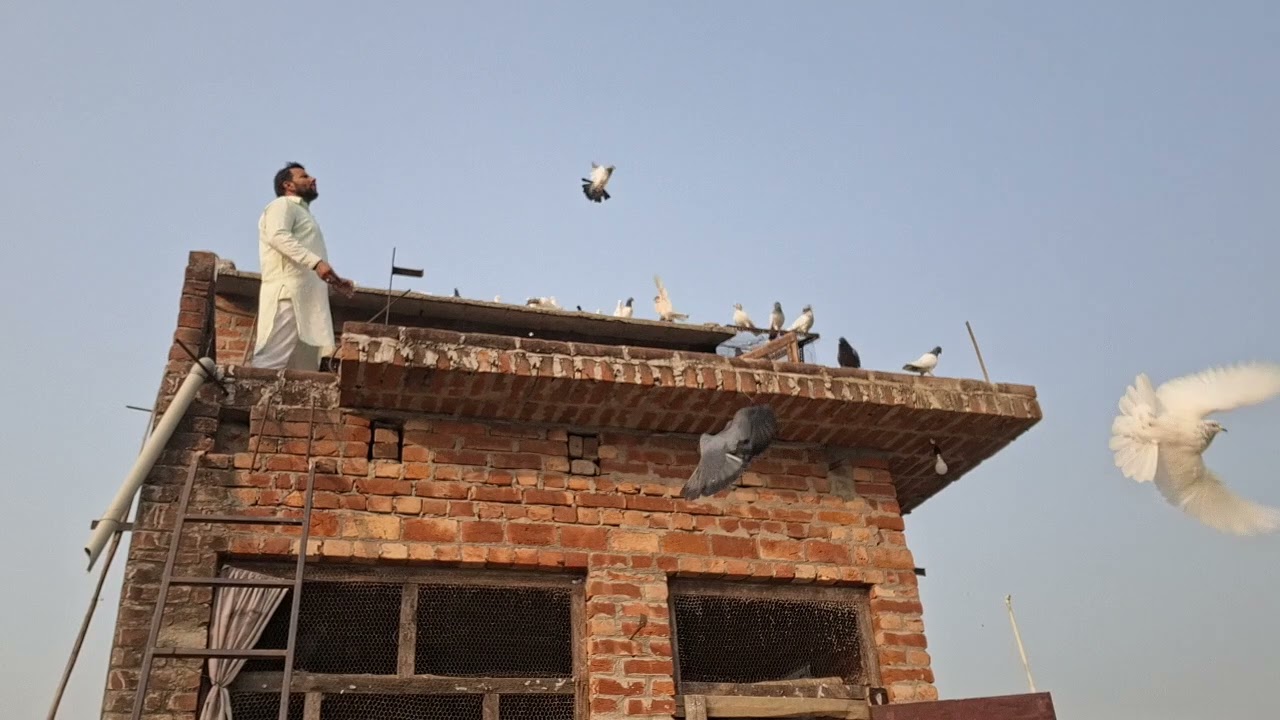 #kabutar #pigeon #pigeons #birds #kabootar  ♥️🕊🕊♥️🕊🕊♥️#pigeonpose #pigeonlove #kabutarbazi #bird