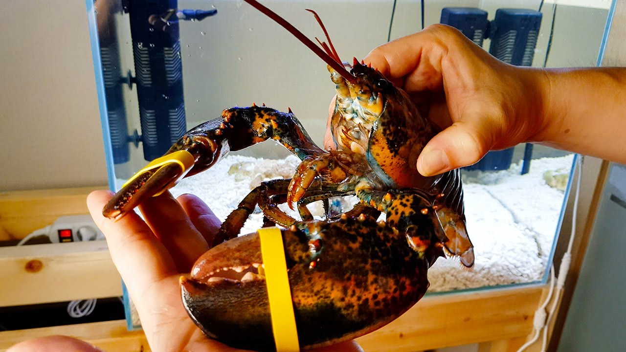 Процесс выращивания крючков для лобстера, купленных в супермаркете