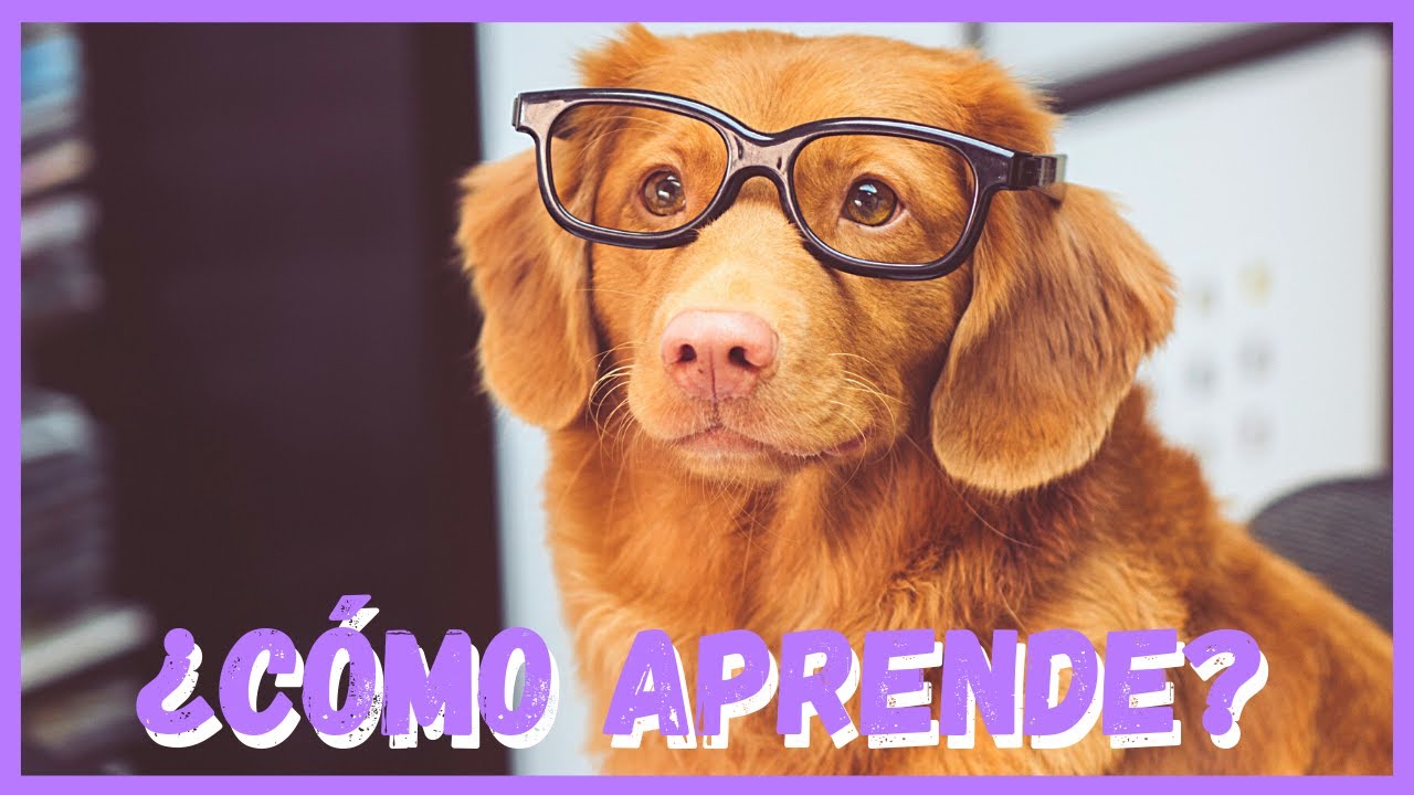 ¡Descubre cómo ENSEÑARLE a tu PERRO con Condicionamiento Operante!