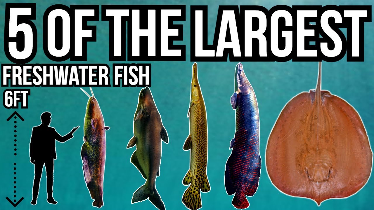 5 of The Largest Freshwater Fish In The World