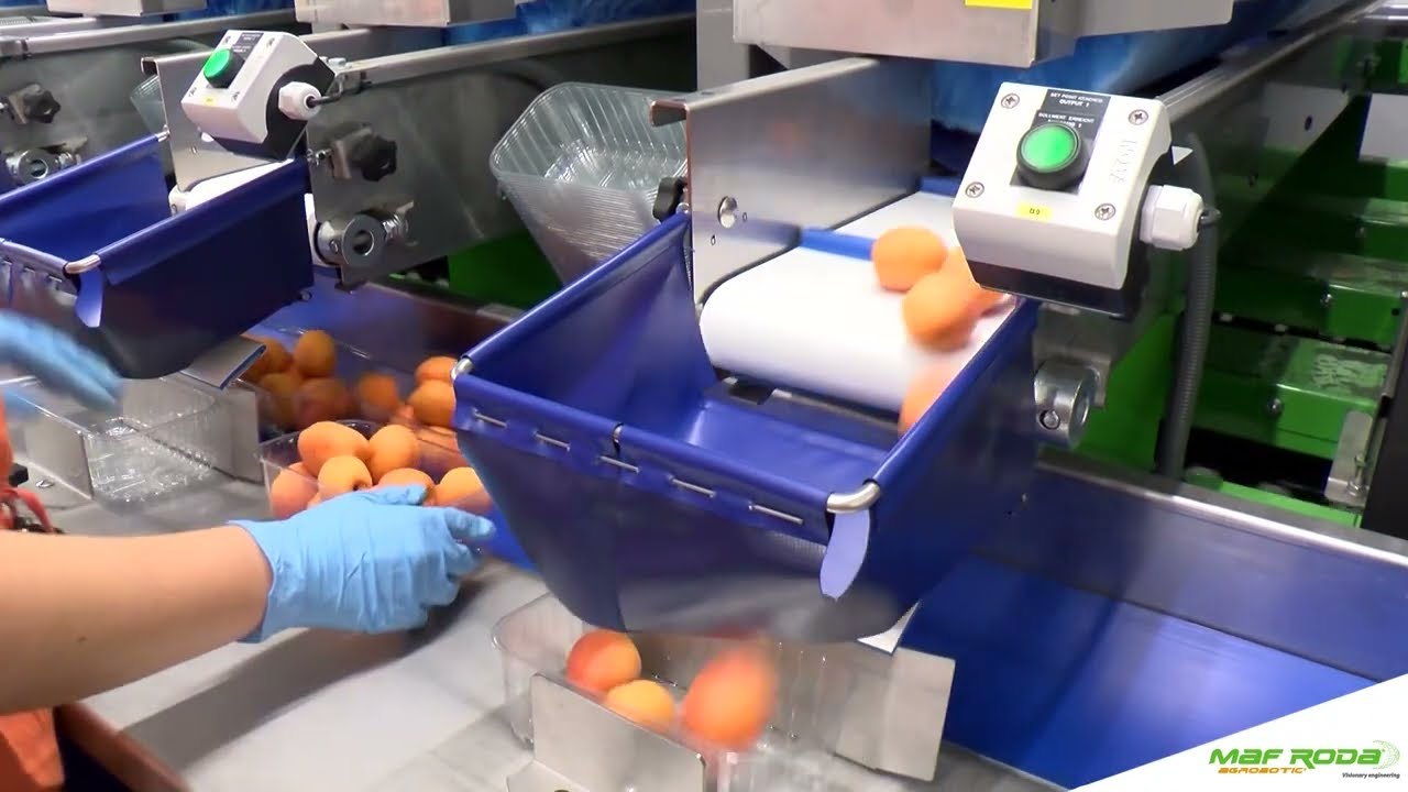 2020 - GEOS (ITALY) - Uniway P76-3L - Apricot