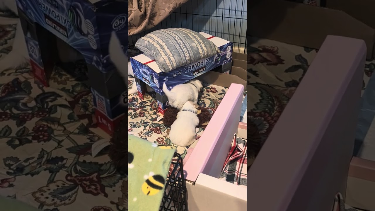 Niki puppies 1/09/26