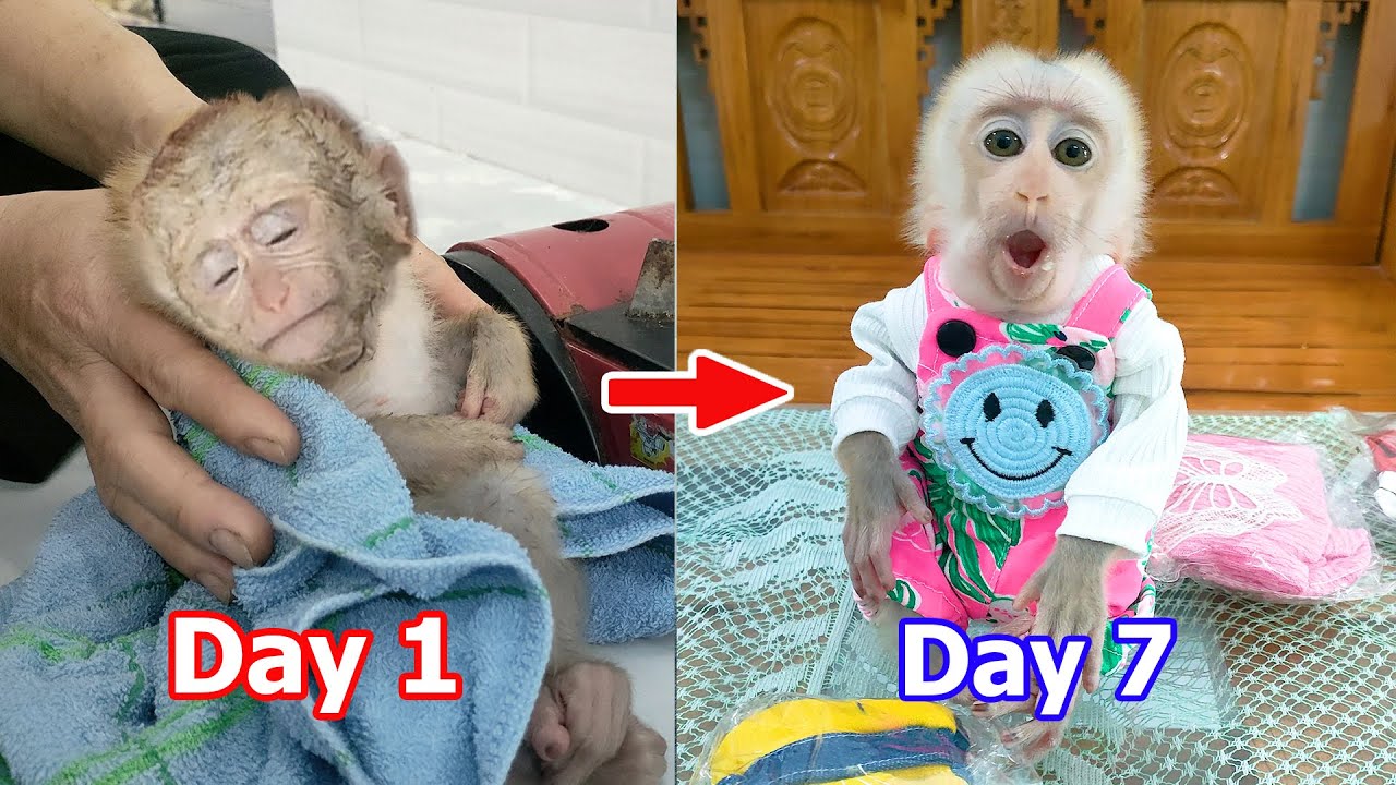 Miraculous recovery of abandoned baby monkey after 7 days